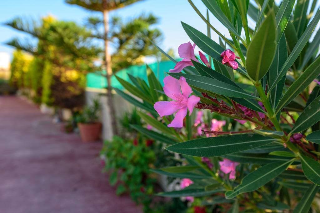 Villa Apollon Сфакаки Экстерьер фото